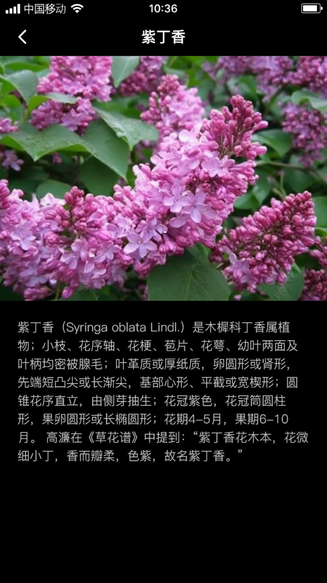 丁香花瓣app手机版图片1